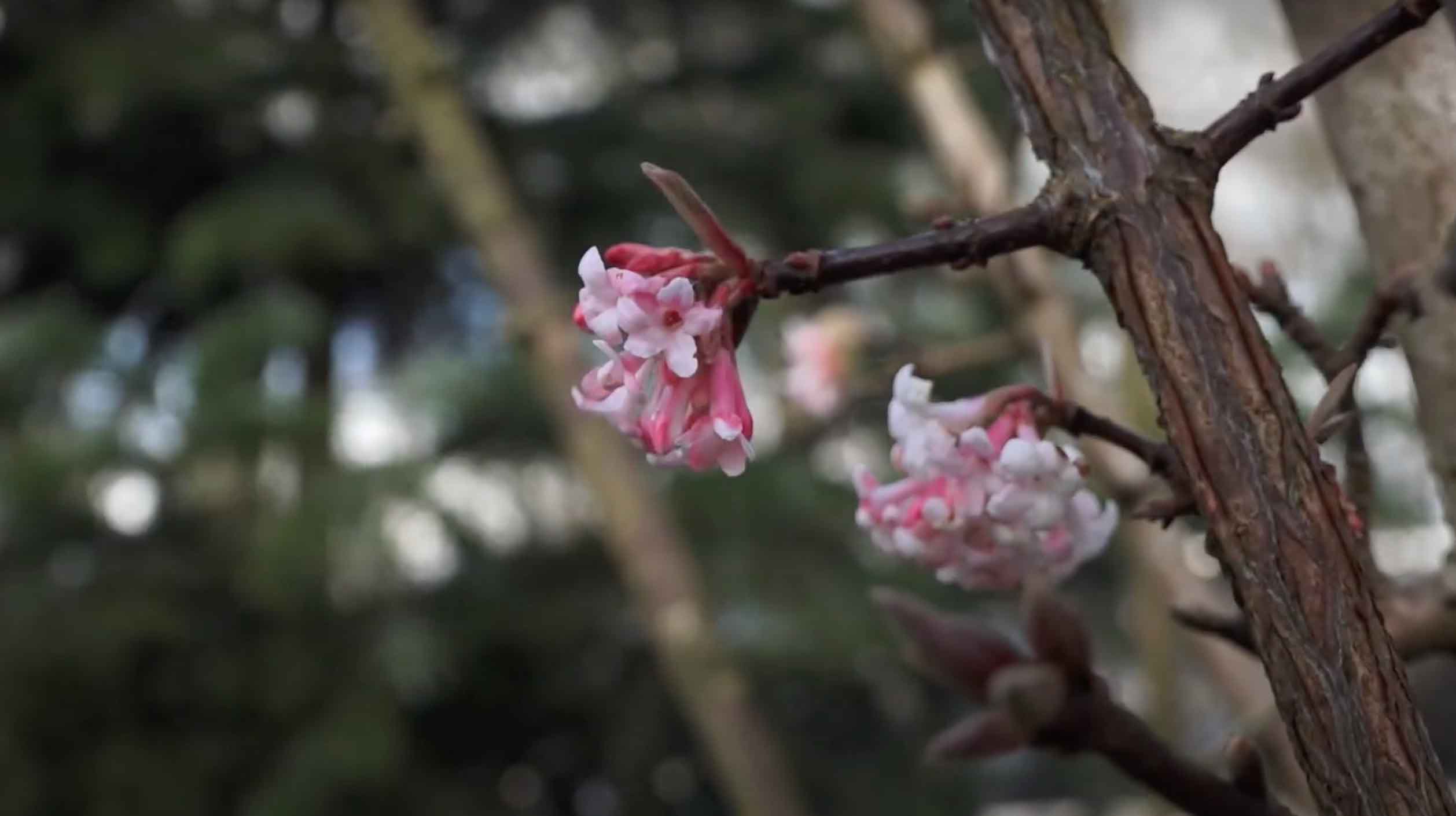 Welke winterbloeiers zijn er?