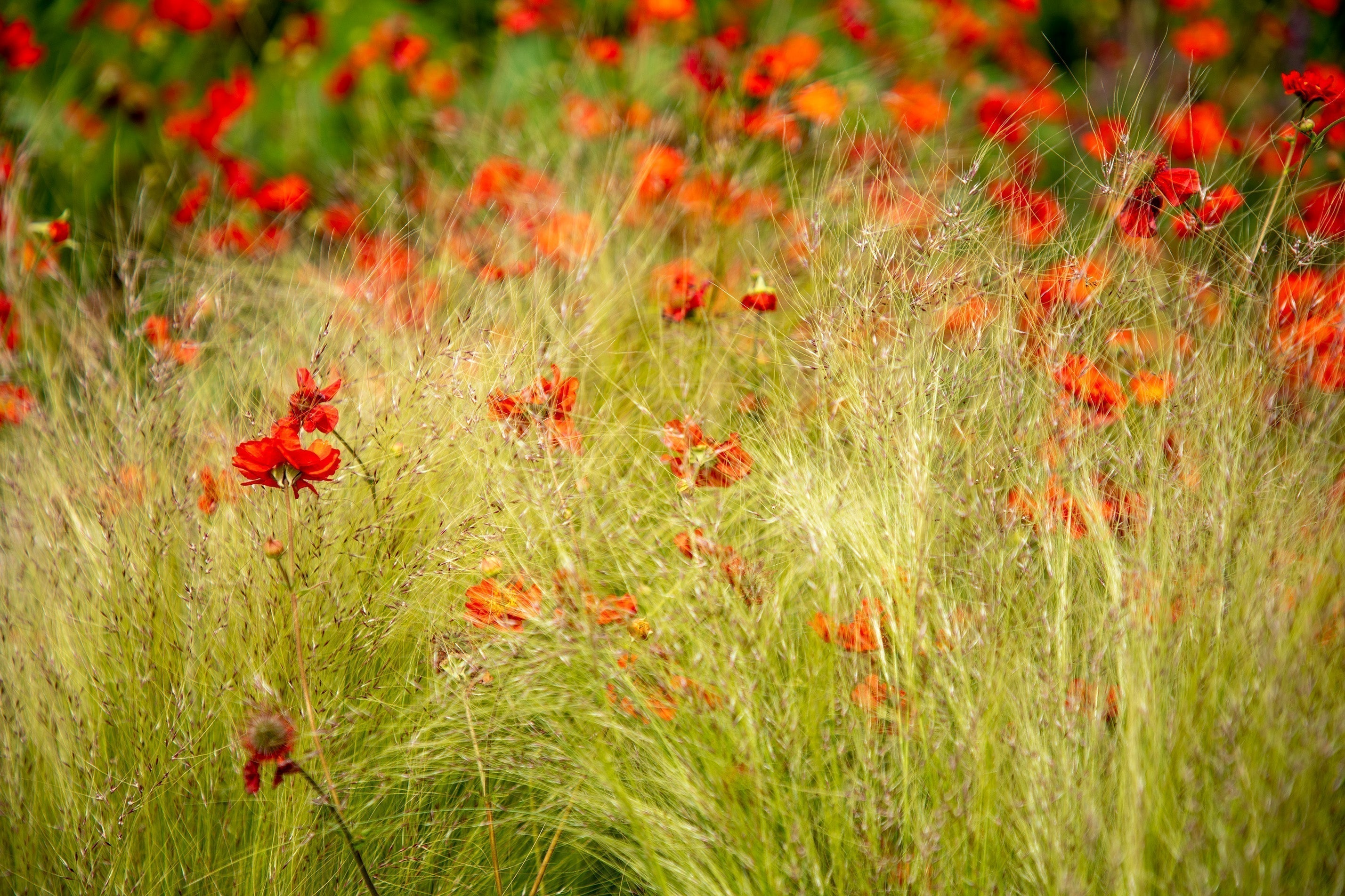 Bodem verbeteren of voeden in de tuin