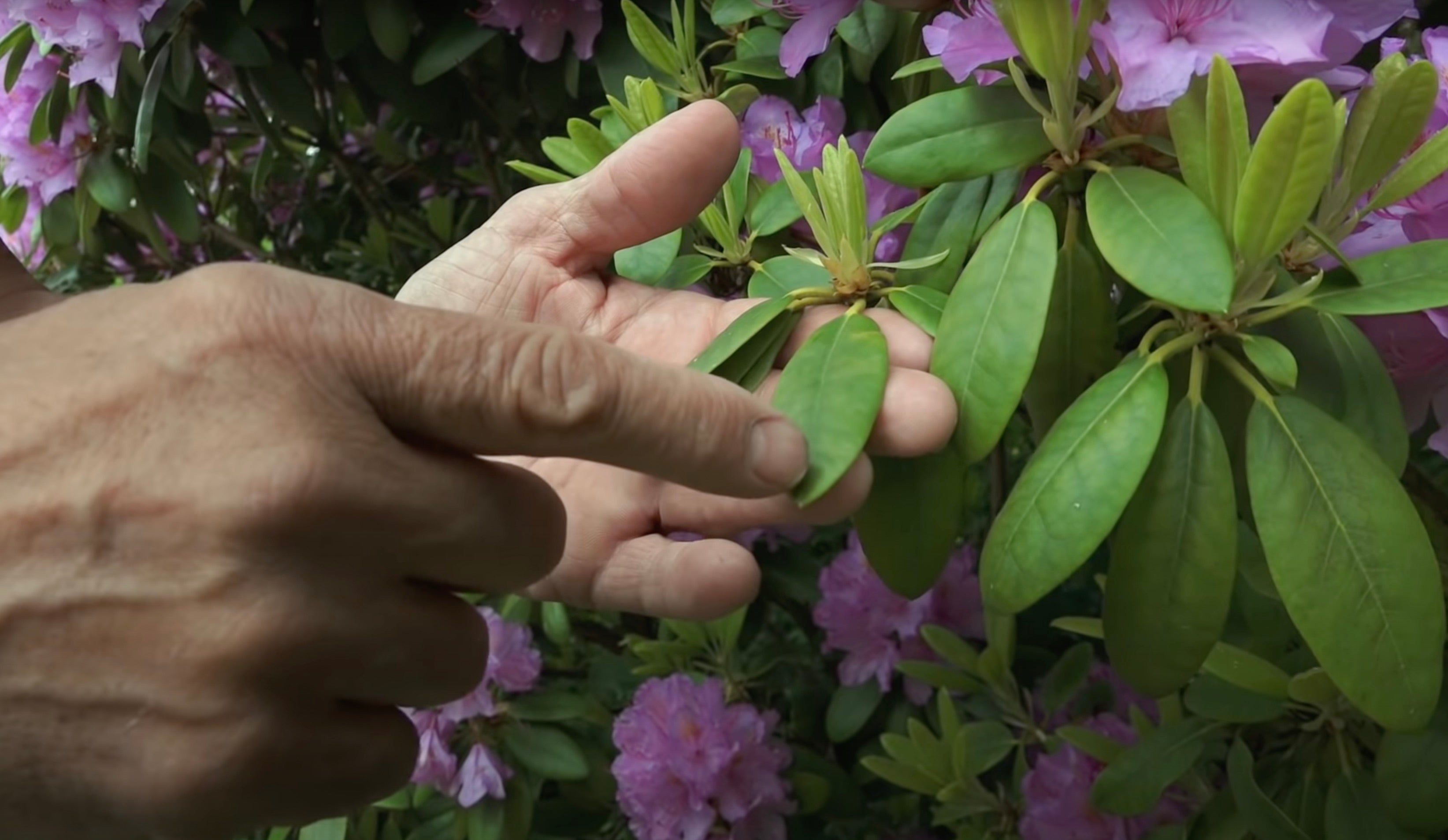 Rhododendron